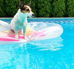 dog-on-an-inflatable-pool-float