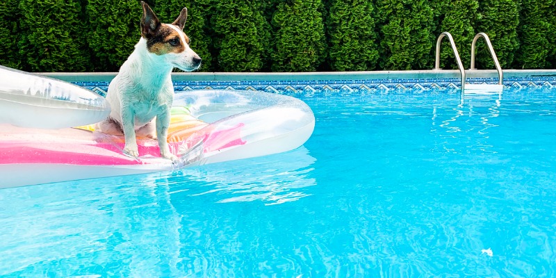 dog sitting on pool inflatable in the pool
